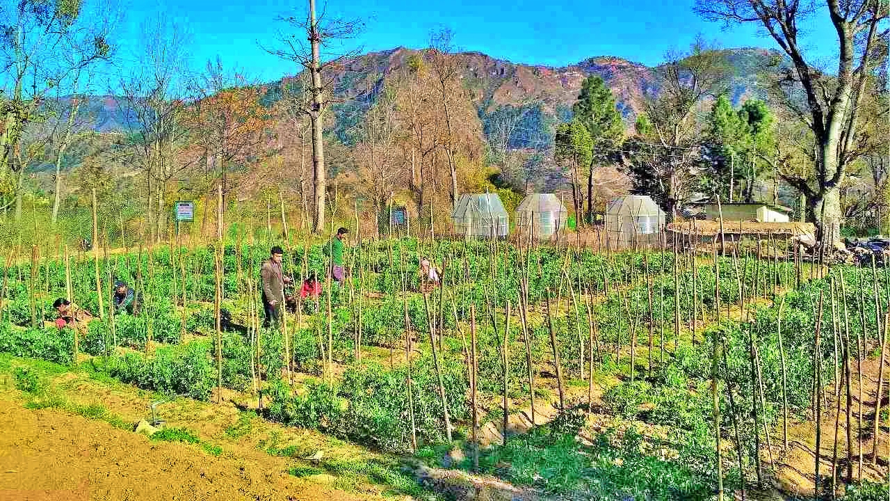 Natural farming in Lahaul Spiti, Kullu Natural Farming