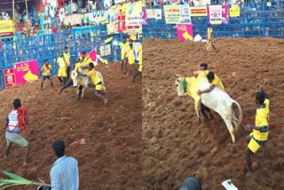 Palamedu Jallikattu Competition