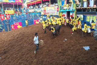 Palamedu Jallikattu Competition