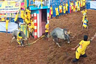 Palamedu Jallikattu competition