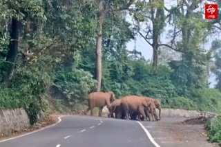 குன்னூர் மேட்டுப்பாளையம் சாலையை கடந்த காட்டு யானைகள்