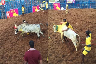 Palamedu Jallikattu Competition live