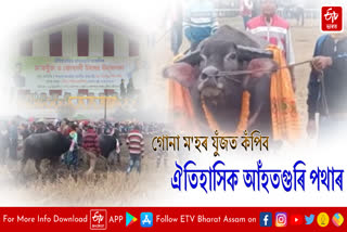 Traditional buffalo fight held in Ahatguri