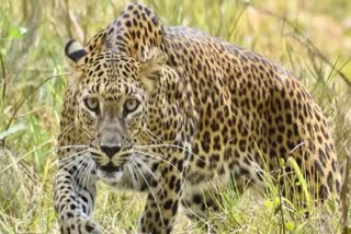 Leopard terror in Ujjain