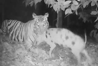 Tiger Pictures From Camera Trap  Tiger in Wayanad photo  മൂടക്കൊല്ലിയിൽ കടുവ  കടുവ പന്നിയെ പിടികൂടി