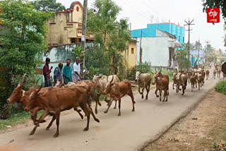 தென்காசியில் மஞ்சுவிரட்டைப் போன்று நூதன விளையாட்டு