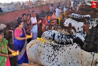 கோவிந்தபுரம் பாண்டுரங்கன் கோயிலில் 1000 பசுக்களுக்கு ‘கோ பூஜை’!