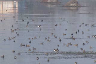 Migratory birds in Kashmir wetland (file)