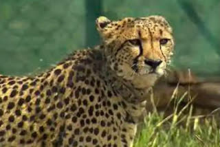 Once again, unfortunate news has surfaced from Kuno National Park where the male cheetah named Shourya, which was brought from Namibia, died on Tuesday.