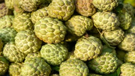 Custard Apple News