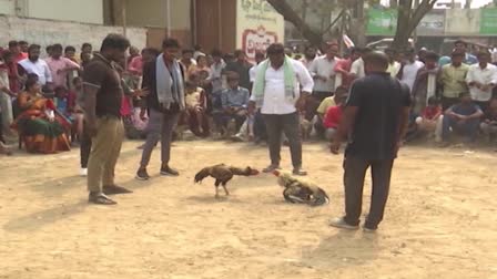 Rooster_Fights_and_Gambling_in_Andhra_Pradesh