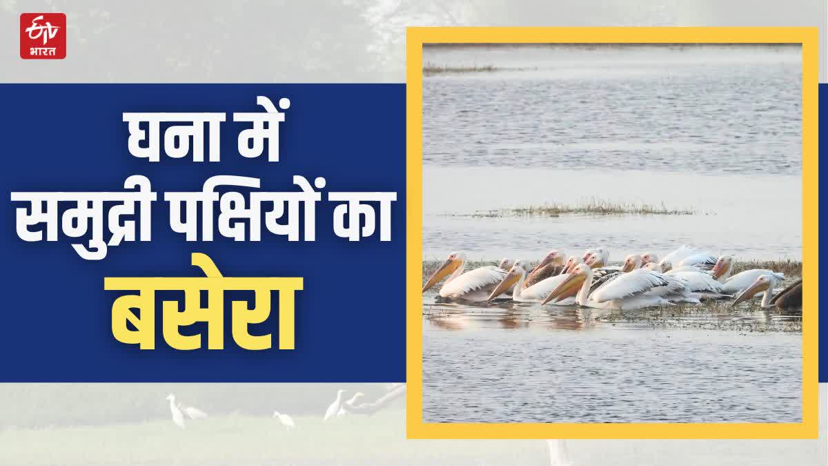 Keoladeo national Park in Bharatpur