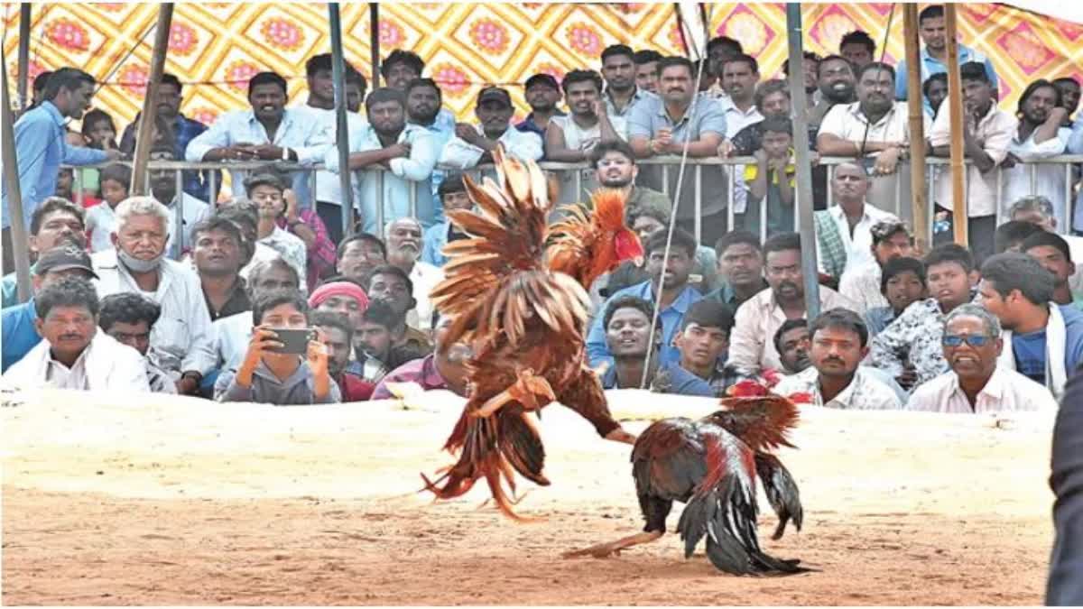 cockfight in andhrapradesh