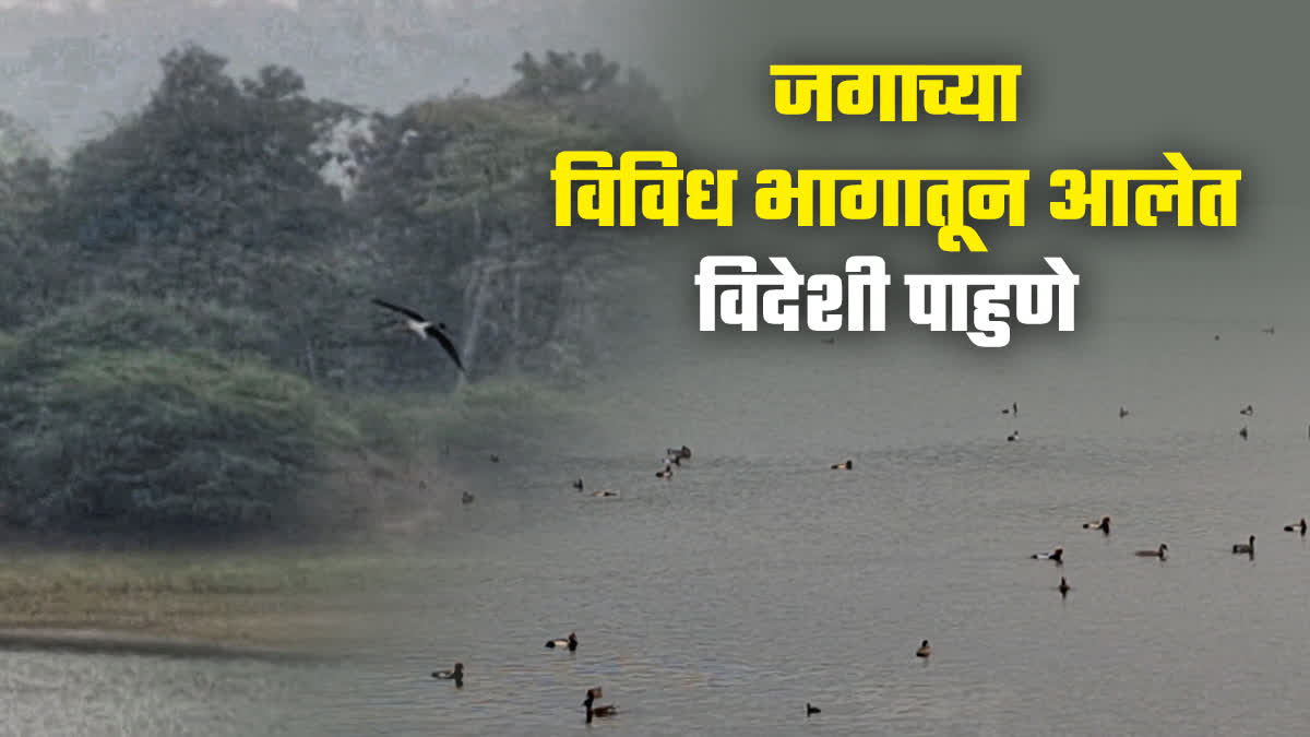 migratory birds visit in Amravat