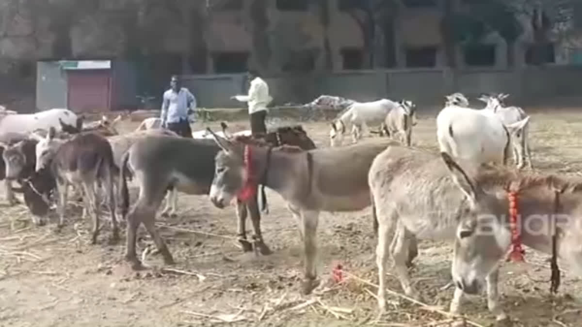 Gujarat's Kathiyawadi Donkeys Rule The Roost, Get Highest Value In Pune's Jejuri Market