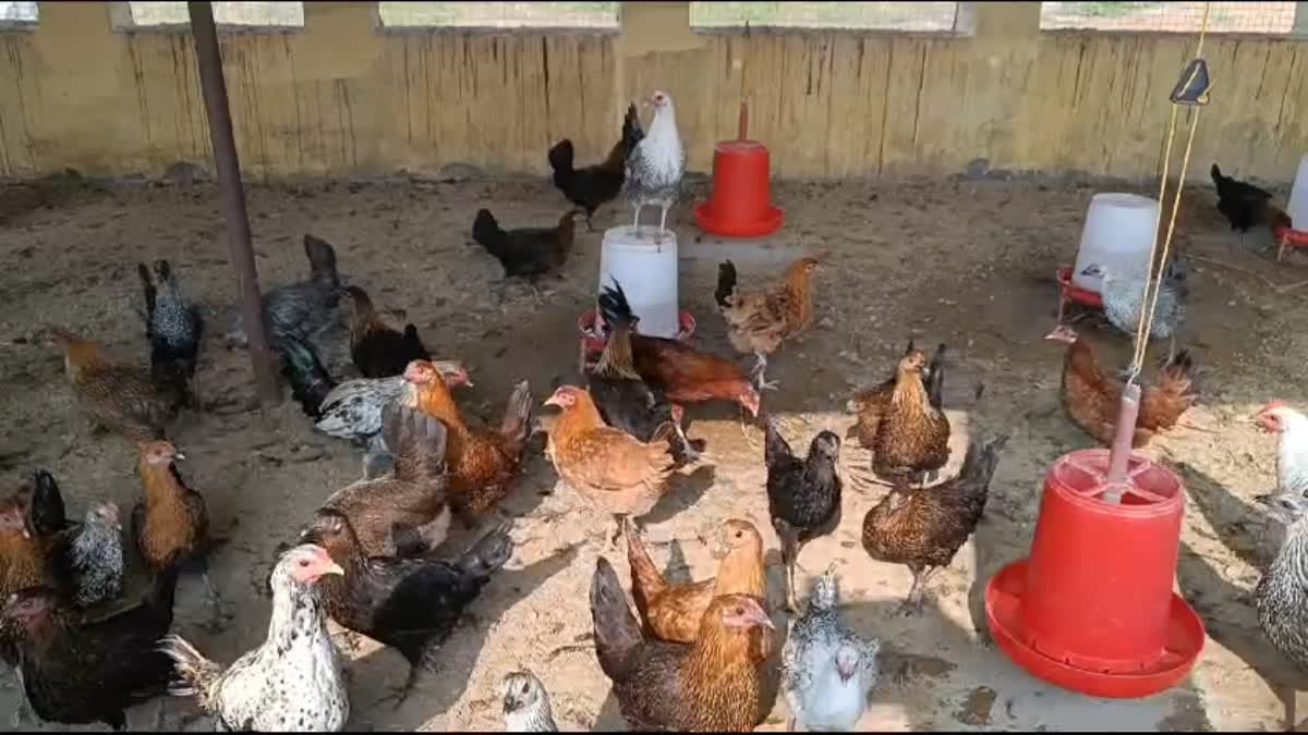 POULTRY FARMING