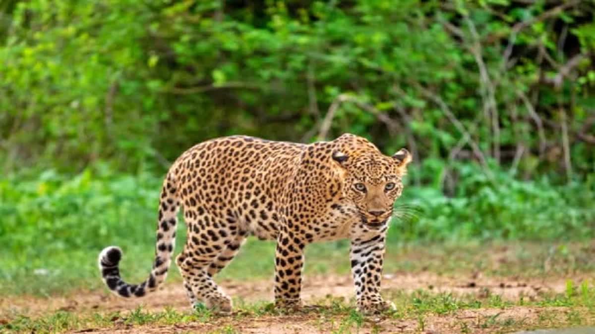 Leopard Roaming In  PUTTAPARTHI