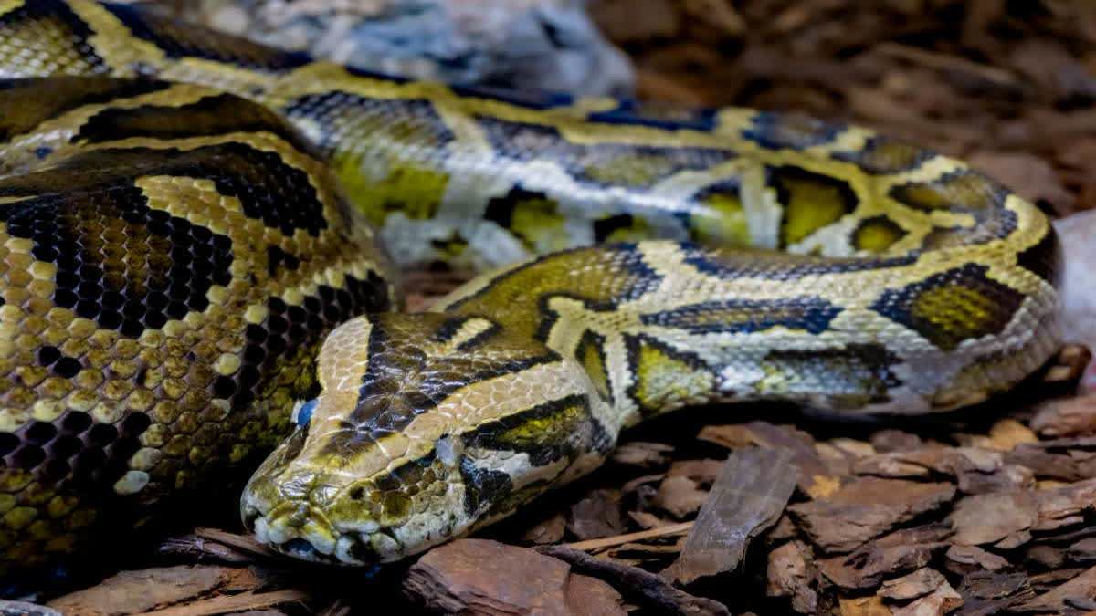 बोरवेल मशीन में छिपकर बैठा था अजगर, देखते ही लोगों की रुक गई सांसे...