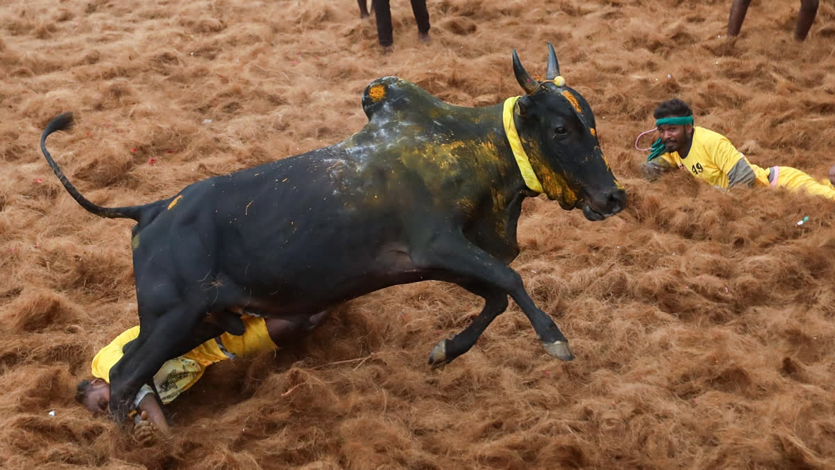 TN's Favourite Haunts Teem With People, Bulls Roar In Madurai’s Alanganallur On Kaanum Pongal