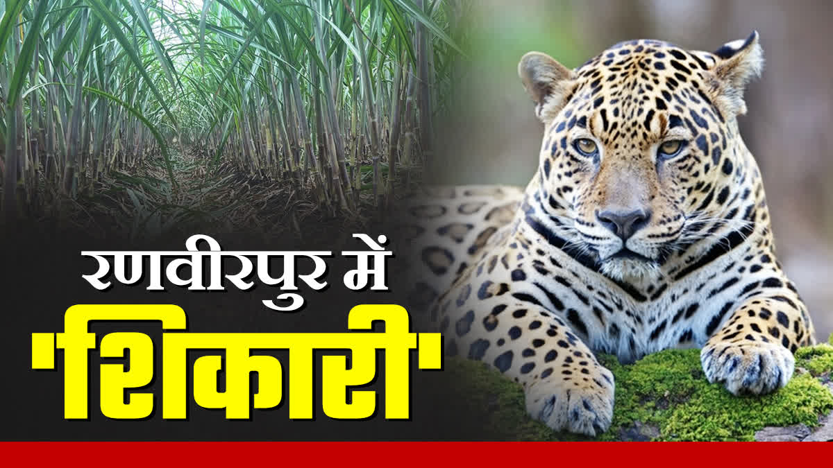 Leopard entered residential area of Kawardha