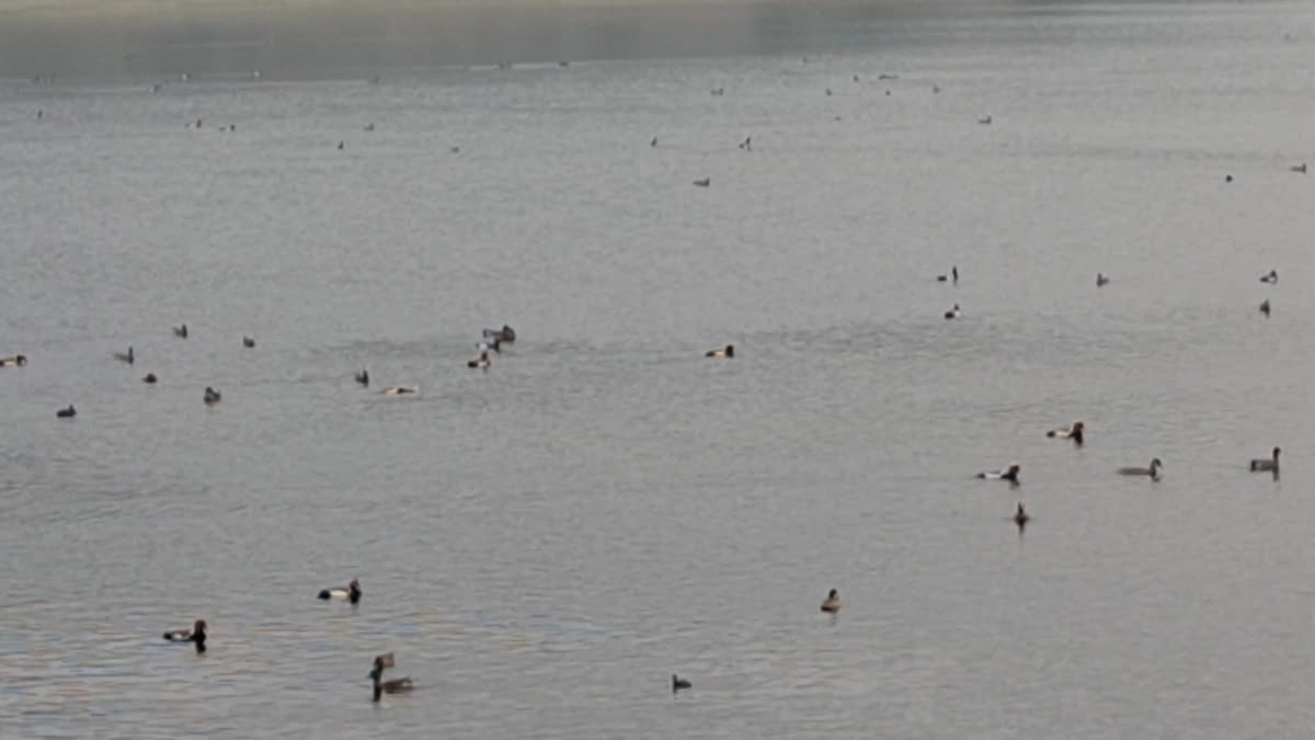 Birds Connect Continents, Find Home In Vidarbha Amid Concerns Of Decline In Population