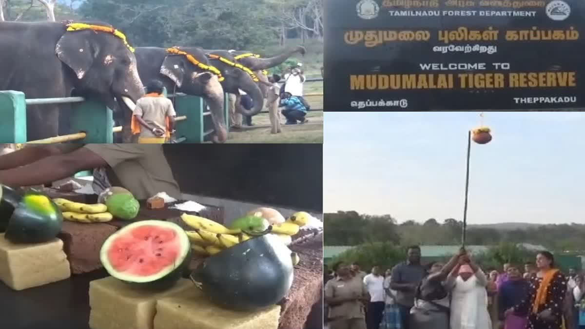 The Elephant Pongal festival was celebrated with pomp and gaiety at the Theppakadu Elephant Camp in Mudumalai Tiger Reserve where officials and tourists danced to the traditional music of the tribes