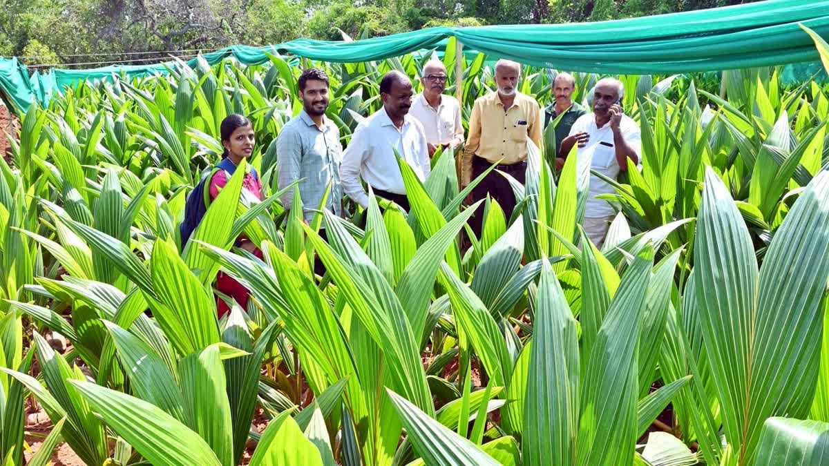 LESS WATER SUPPLY COCONUT VARIETY  HIGH YIELDING COCONUT VARIETIES  BEDADKA KASARAGOD BEDAKAM COCONUT  HOW TO GROW COCONUT WITH LESS WATER