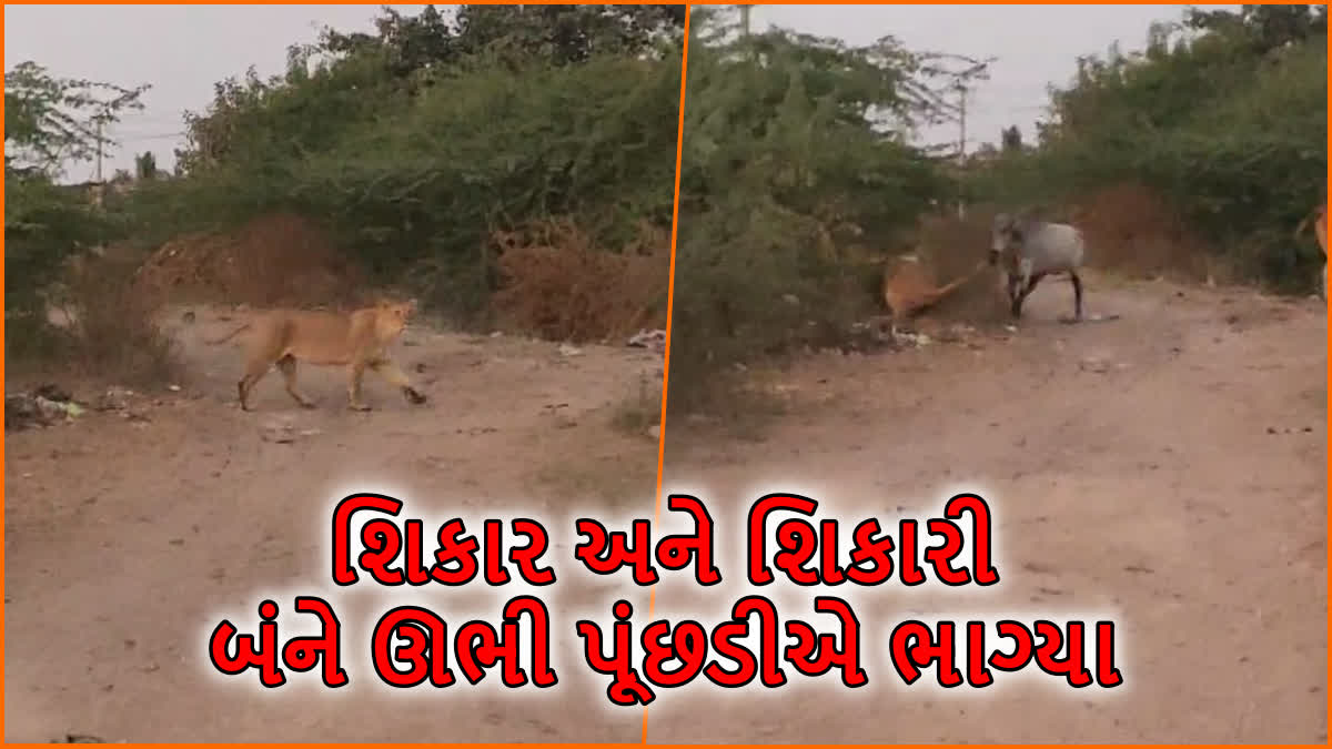 ગીર પંથકમાં VIDEOને લઈને રમૂજ