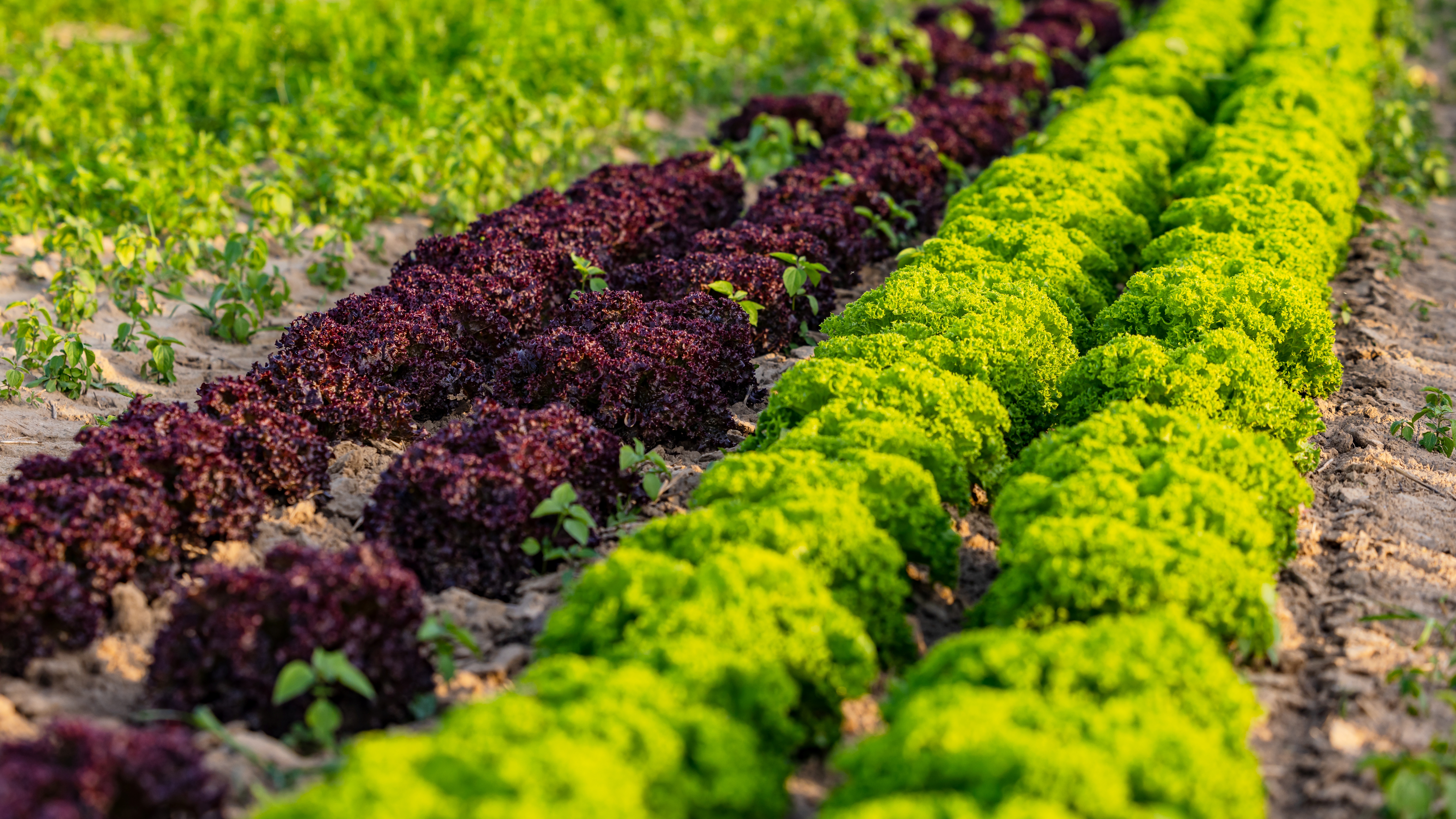 LETTUCE LOLLO BIONDA FARMING  LETTUCE LOLLO BIONDA HEALTH BENEFIT  EASY GROW COMMERCIAL CROPS KERALA  RECIPES WITH LETTUCE LOLLO BIONDA