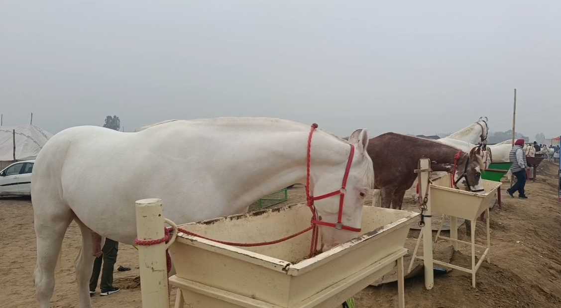 HORSE MARKET IN MUKTSAR SAHIB