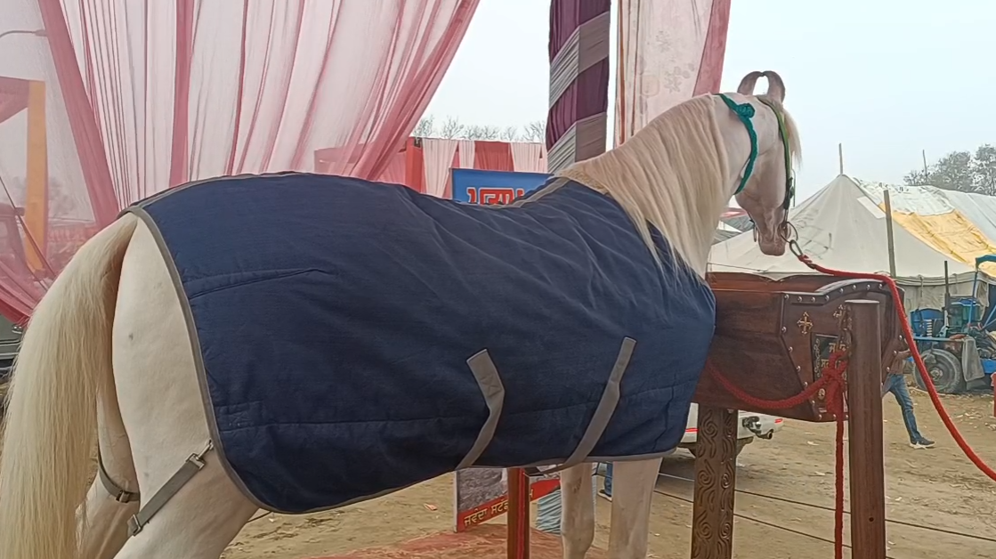 HORSE MARKET IN MUKTSAR SAHIB