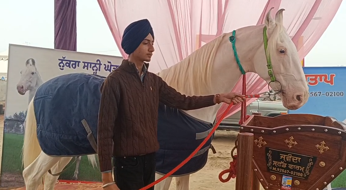 HORSE MARKET IN MUKTSAR SAHIB