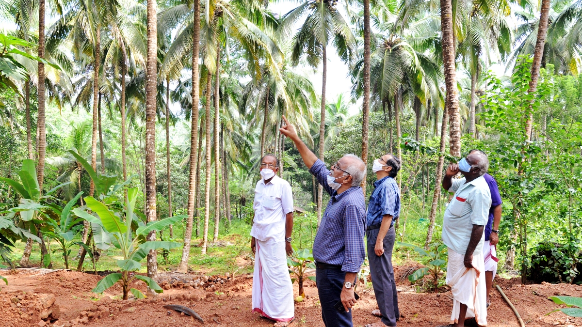 LESS WATER SUPPLY COCONUT VARIETY  HIGH YIELDING COCONUT VARIETIES  BEDADKA KASARAGOD BEDAKAM COCONUT  HOW TO GROW COCONUT WITH LESS WATER