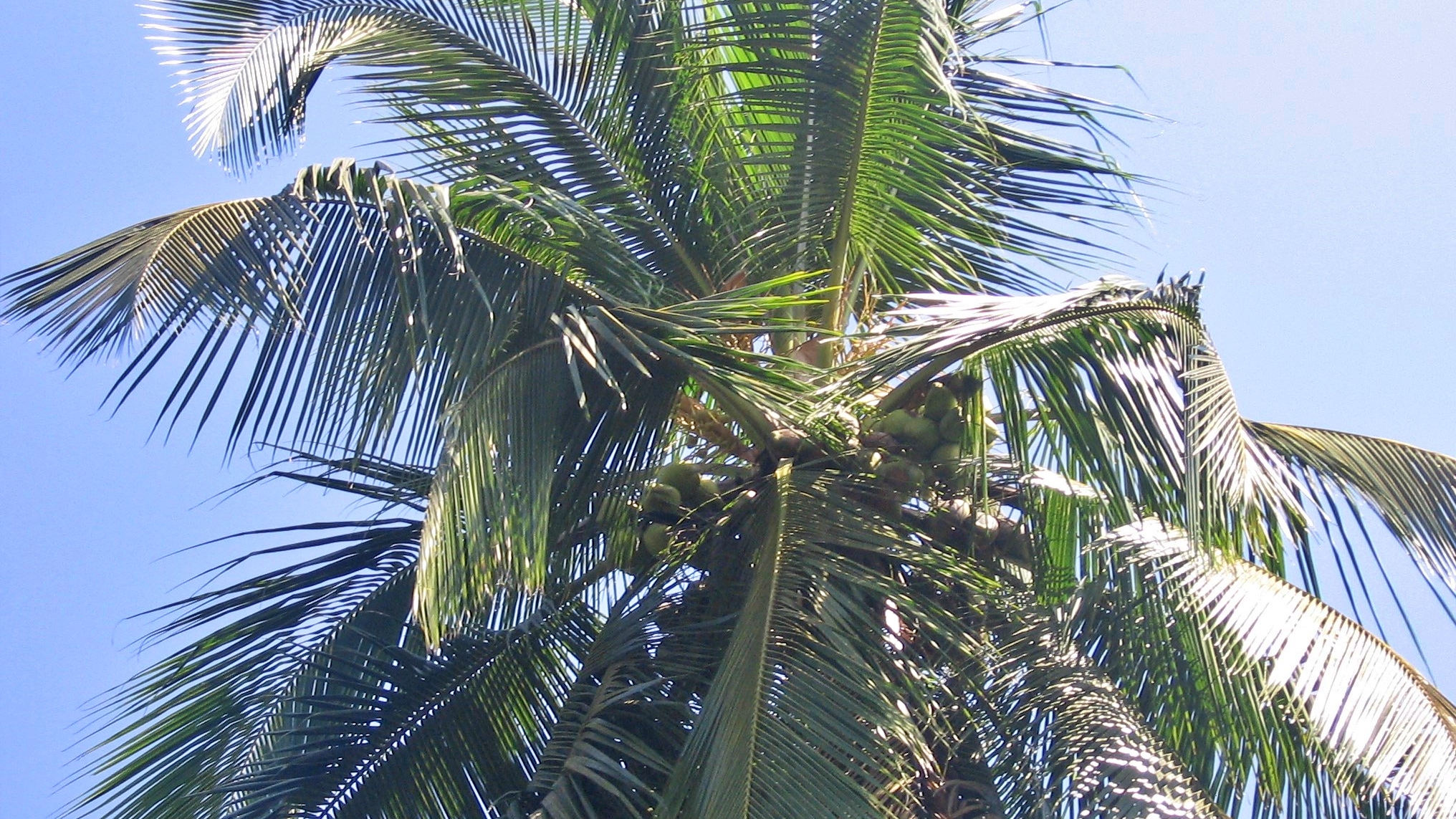 LESS WATER SUPPLY COCONUT VARIETY  HIGH YIELDING COCONUT VARIETIES  BEDADKA KASARAGOD BEDAKAM COCONUT  HOW TO GROW COCONUT WITH LESS WATER