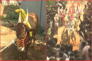 Bullfight In Tirupati