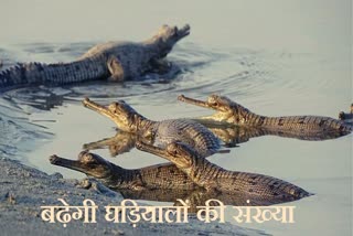 Male Crocodile released in Son river sanctuary