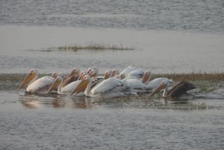 Panchna Dam Waters Attract Rare Pelicans To Bharatpur Sanctuary