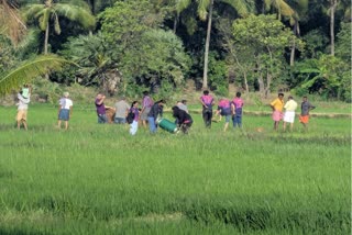 வயலில் தரையிறங்கிய ராட்சத பலூன்