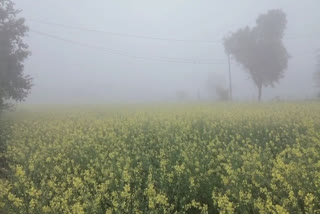 Drizzling in Bharatpur