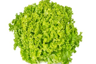 LETTUCE LOLLO BIONDA FARMING  LETTUCE LOLLO BIONDA HEALTH BENEFIT  EASY GROW COMMERCIAL CROPS KERALA  RECIPES WITH LETTUCE LOLLO BIONDA