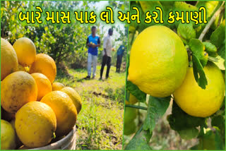 તાપીના શિક્ષિત ખેડૂતે કરી સફળ ખેતી