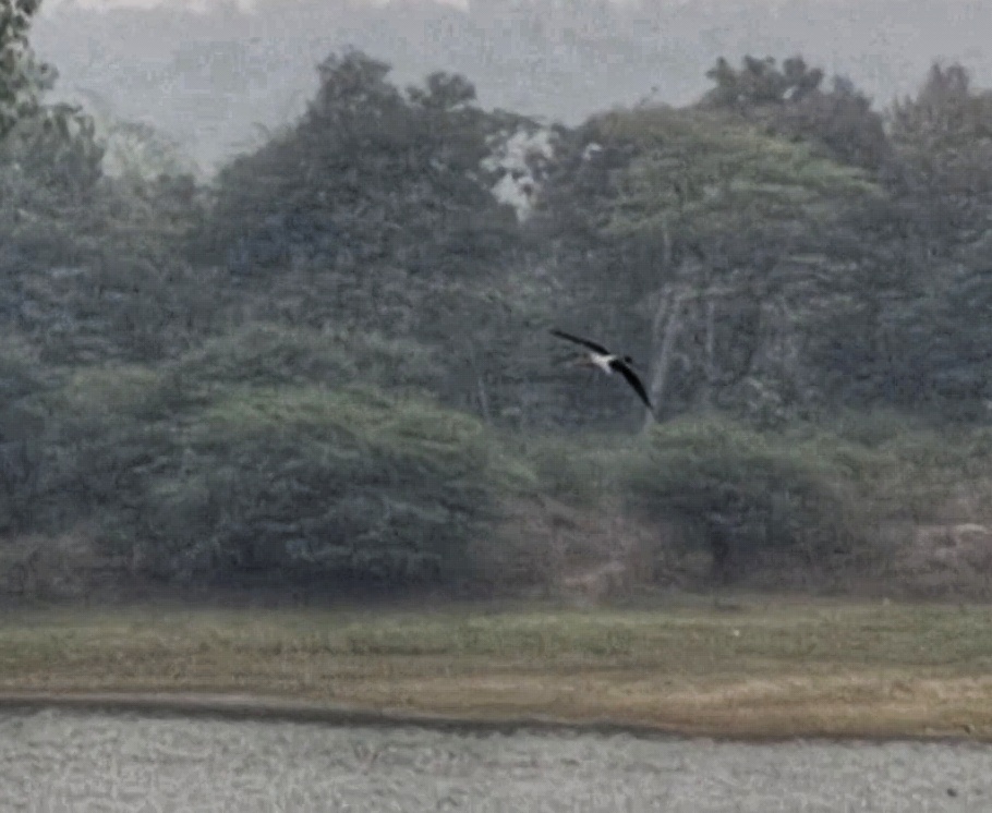 Birds Connect Continents, Find Home In Vidarbha Amid Concerns Of Decline In Population