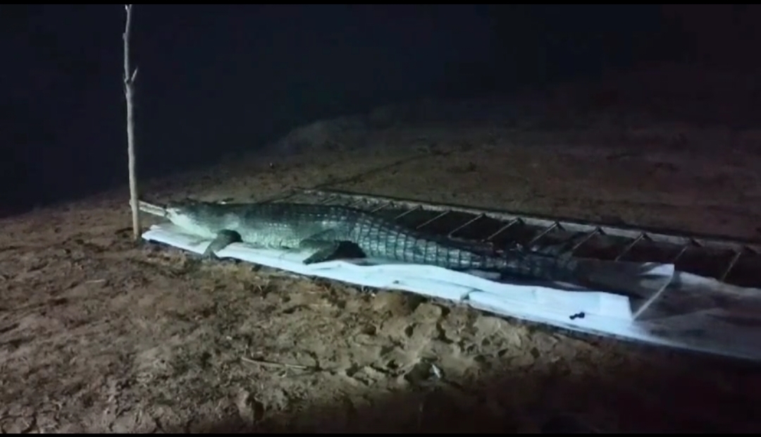 Male Crocodile released in Son river sanctuary