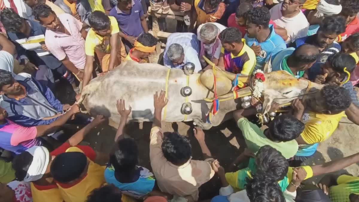 திருப்பத்தூர் அருகே நடைபெற்ற எருது விடும் போட்டி