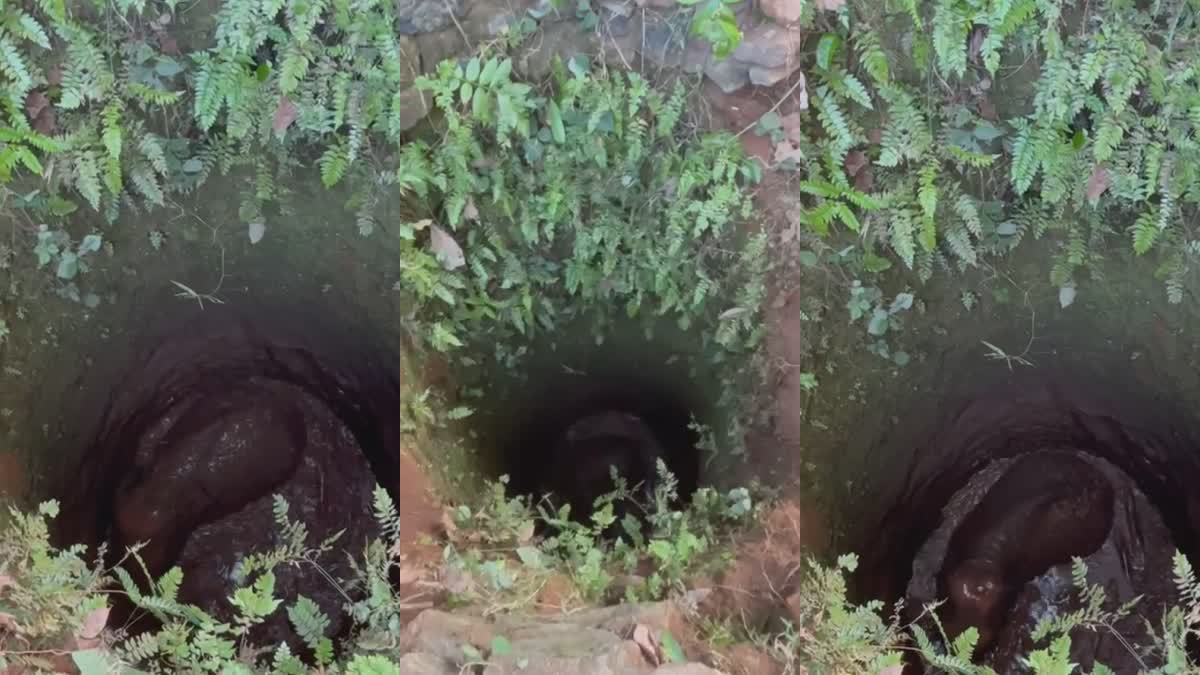 Wild Boar Fell Into A Well  Malayattur  മലയാറ്റൂര്‍  കിണറ്റിൽ കാട്ടാനക്കുട്ടി വീണു  വനം വകുപ്പ്