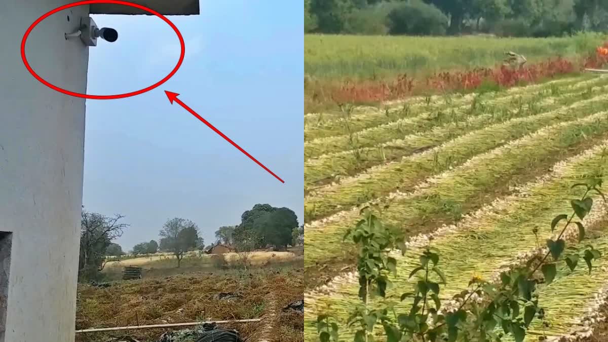 garlic-field-cctv-farmers