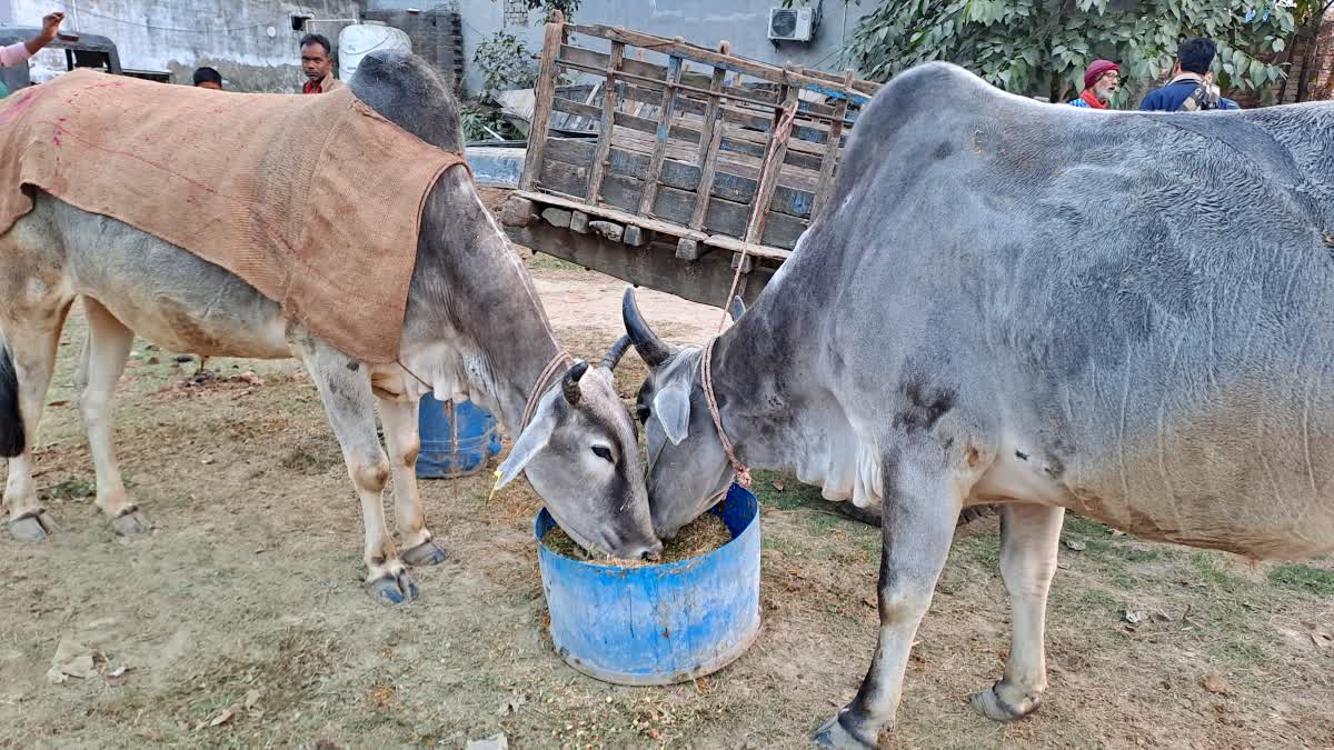 गोपालगंज में बैल गाड़ी से तस्करी मामले में कोर्ट का आदेश