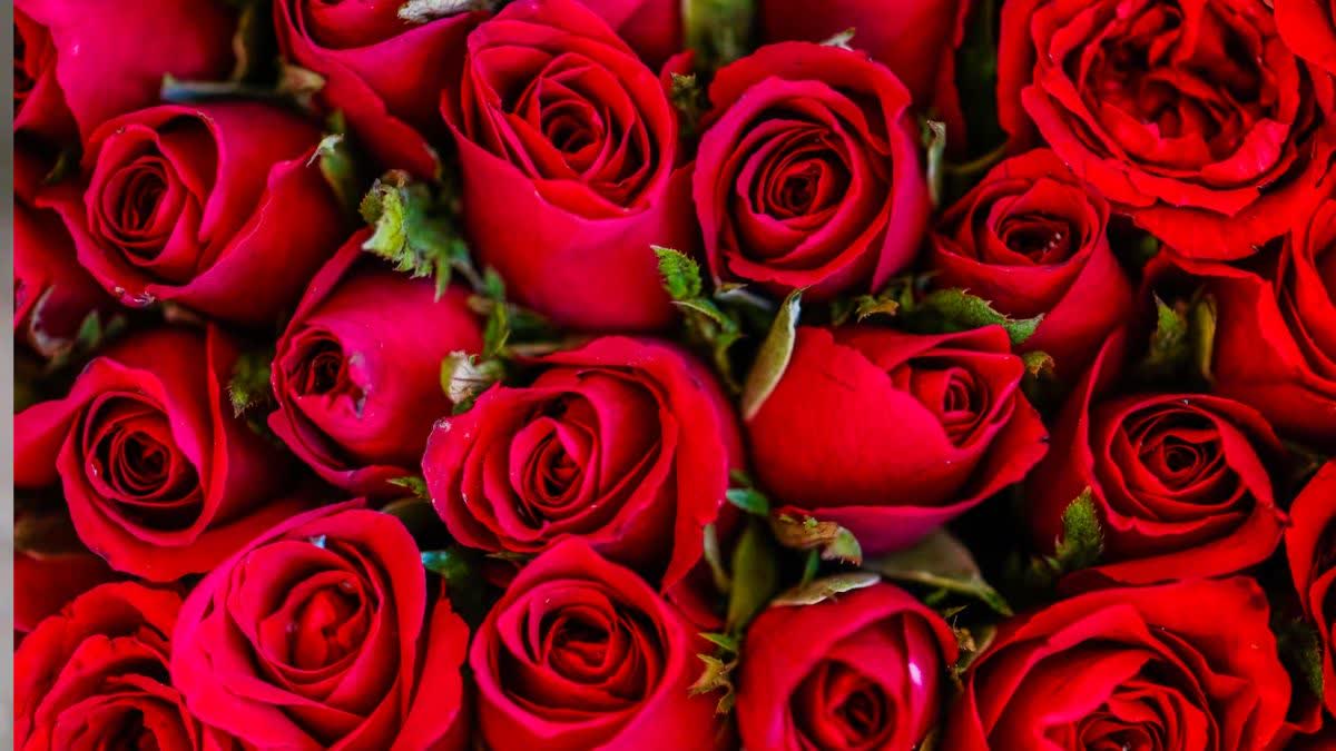 Karnataka exported nearly 3 crores roses to other states and foreign Countries