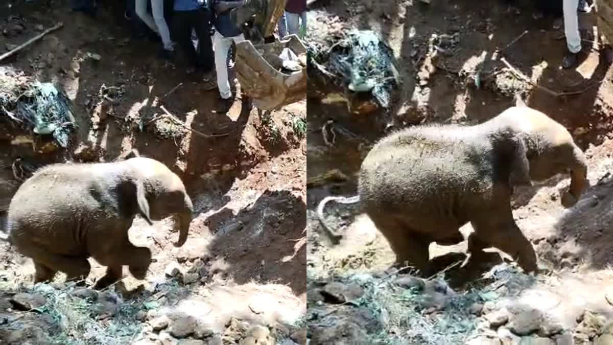 baby elephant fell into well  baby elephant rescued  wild elephant  കിണറ്റിൽ വീണ കാട്ടാനക്കുട്ടി  കാട്ടാനക്കുട്ടിയെ രക്ഷപ്പെടുത്തി