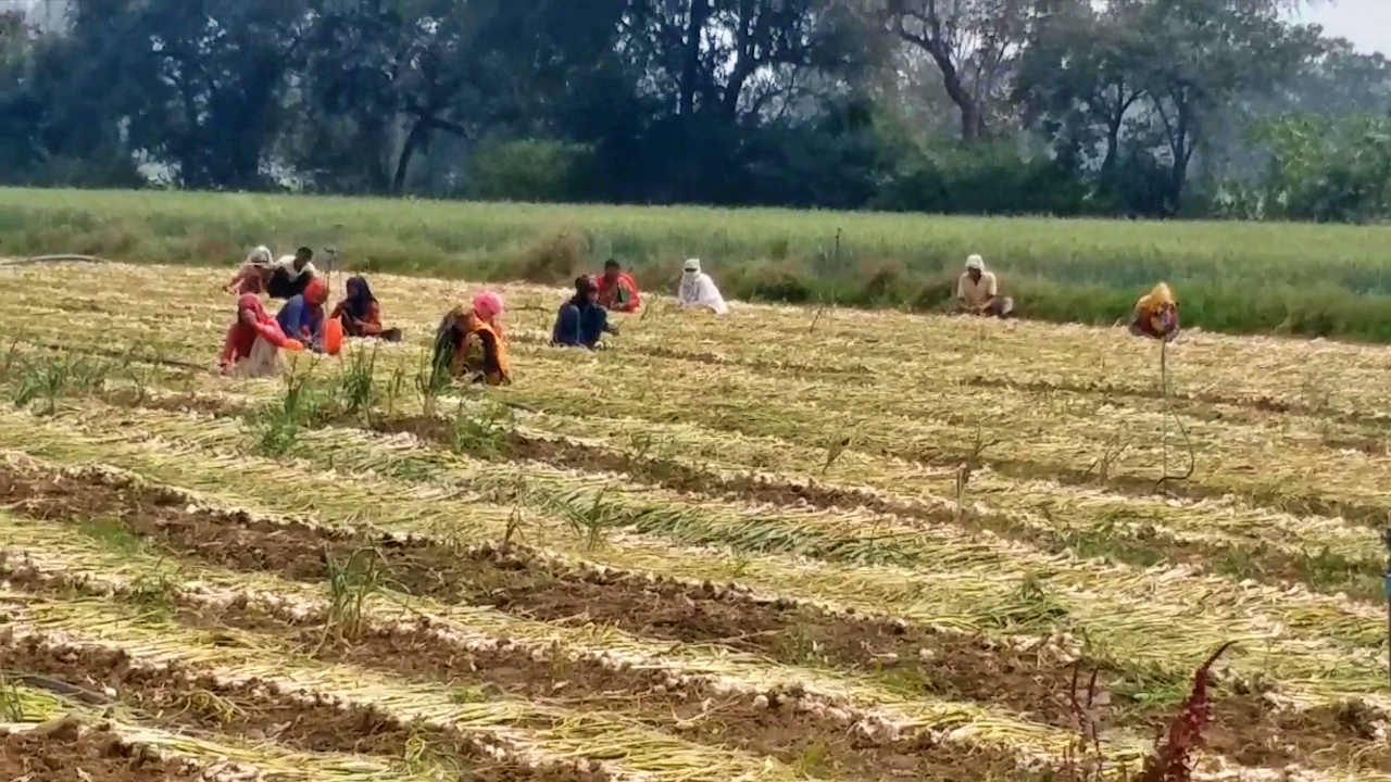 garlic-field-cctv-farmers